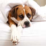Inflammatory Bowel Disease in Dogs and Cats